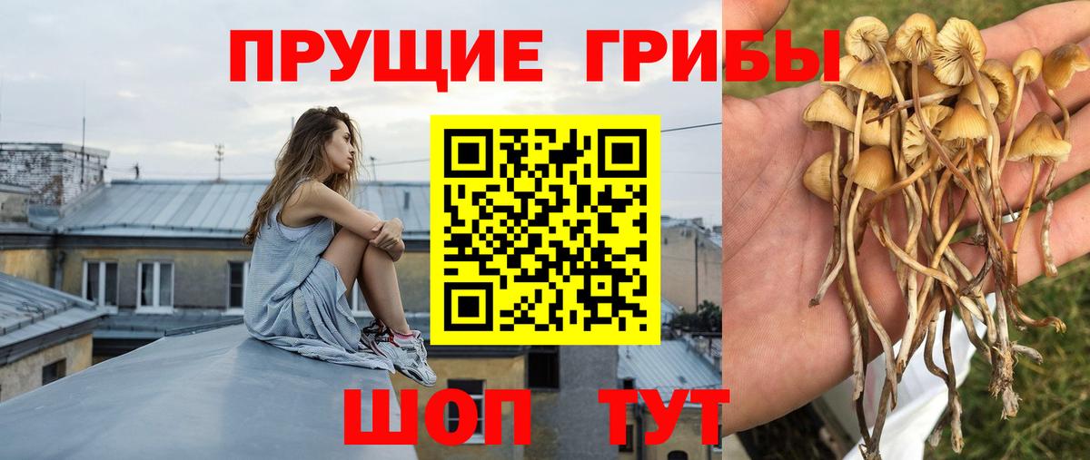 Псилоцибиновые грибы Psilocybe  где найти наркотики  Вход с VPN  Елец  Псилоцибиновые грибы Cubensis 